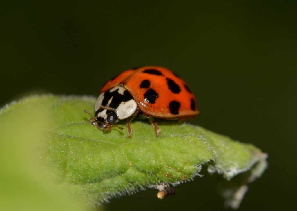 Coccinellidae: Harmonia axyridis